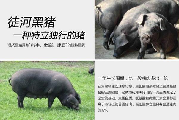 【黑豬肉報價消費者能接受嗎】價格,廠家,肉製品-搜了網