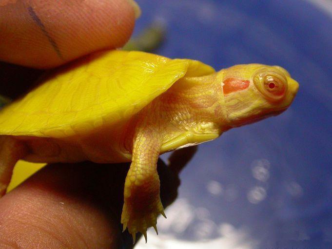 供应巴西白化龟