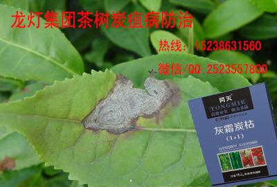 搜了网为您找到33条碧螺春茶树的相关产品批发信息