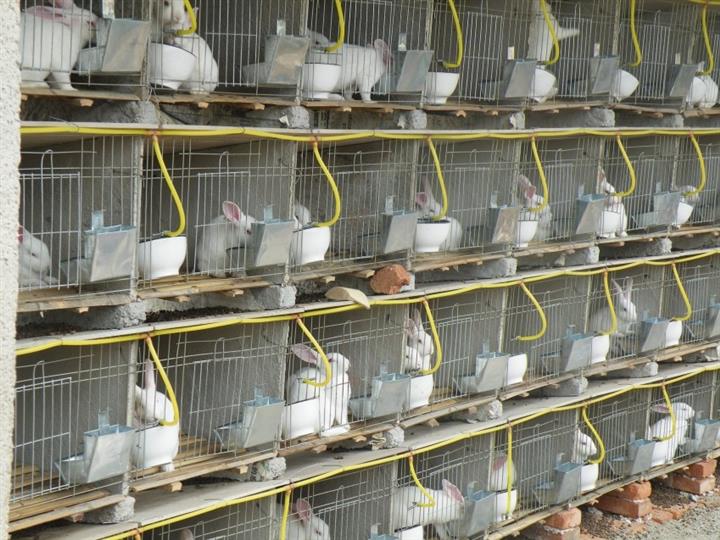 安哥拉长毛兔养殖技术山东华盛种兔养殖场