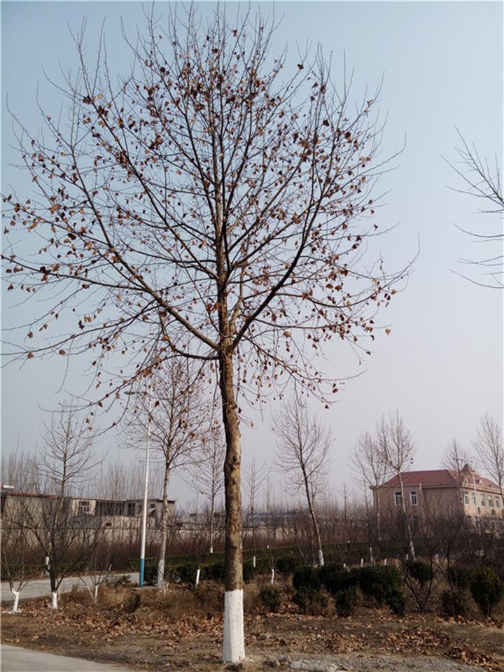 七台河光杆法桐树