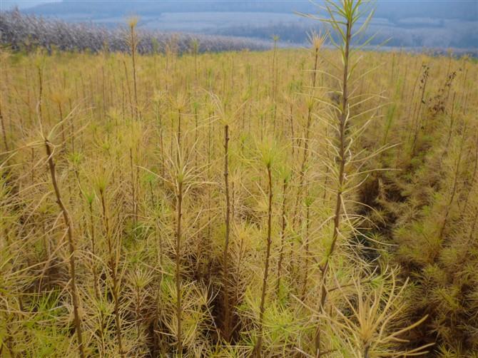 泰来落叶松苗落叶松树苗