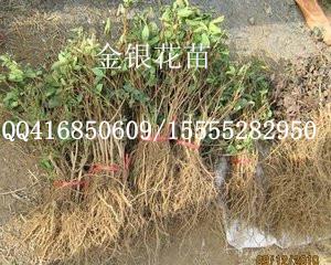 金银花种苗供应商