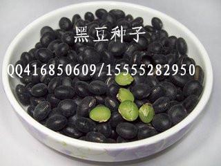 黑豆种子批发