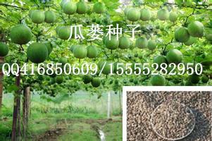 瓜蒌子种植技术