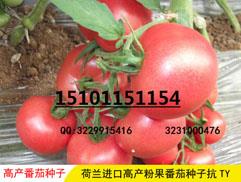 进口番茄种子种苗|硬果番茄种子|荷兰进口番茄种子