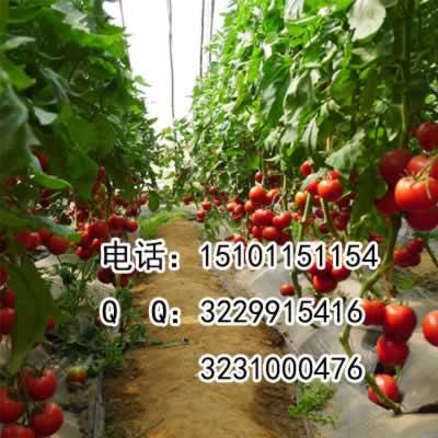 新品荷兰番茄种子；荷兰番茄种子价格；荷兰番茄种子种植