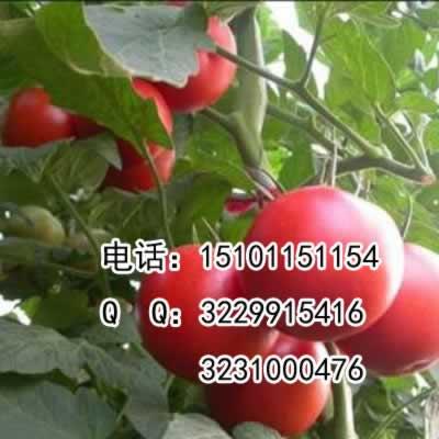 荷兰番茄种业|优质进口番茄种子\高产番茄种子