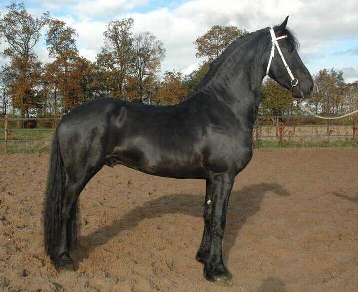 岳阳哪里有养马场