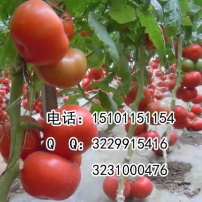 大番茄种子 |进口西红柿种子|番茄种子价格