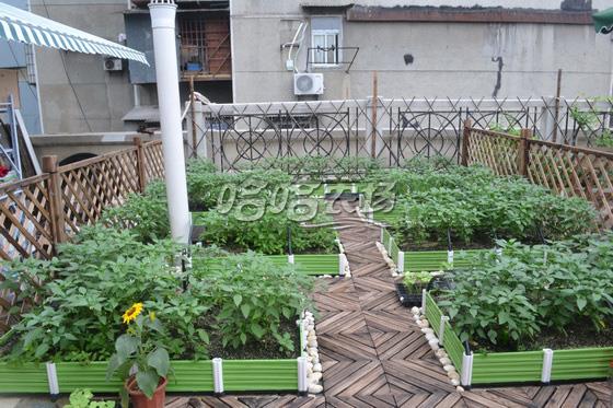 陽臺種菜營養土種菜專門有機營養栽培土