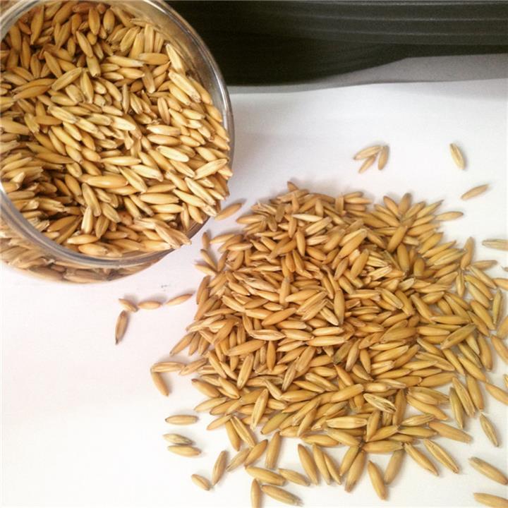 长期供应饲料燕麦现货马饲料马粮反刍动物饲料